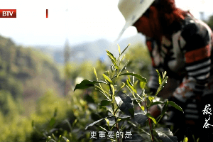 《徽茶》第二集：太平猴魁、祁門紅茶